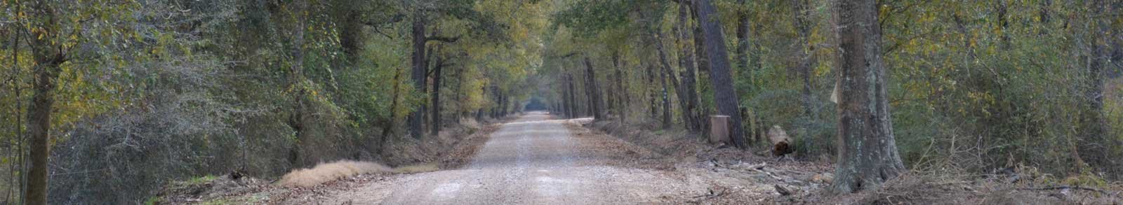 Long dirt road with trees on both sides